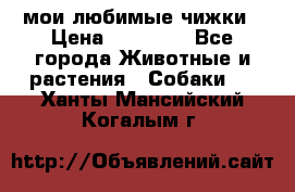 мои любимые чижки › Цена ­ 15 000 - Все города Животные и растения » Собаки   . Ханты-Мансийский,Когалым г.